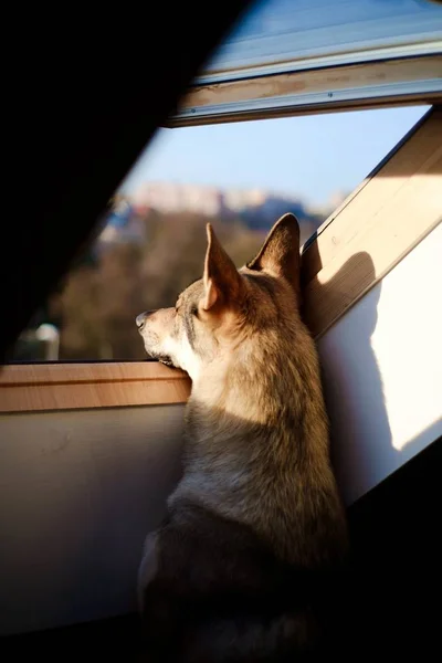 Tiro Detrás Perro Adorable Mirando Por Ventana Día Soleado — Foto de Stock