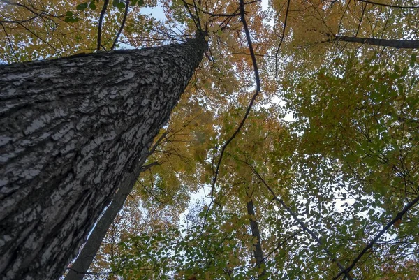 Flachbild eines hohen Baumes, der tagsüber von vielen anderen im Wald umgeben ist — Stockfoto