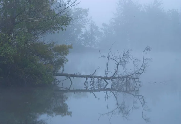 Lago Com Vegetação Refletindo Sobre Ele Cercado Por Árvores Cobertas — Fotografia de Stock