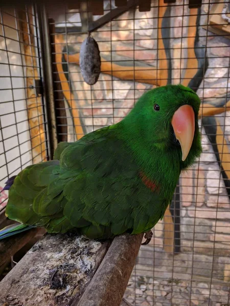 Tiro Close Veertical Papagaio Verde Bonito Sentado Dentro Gaiola Zoológico — Fotografia de Stock