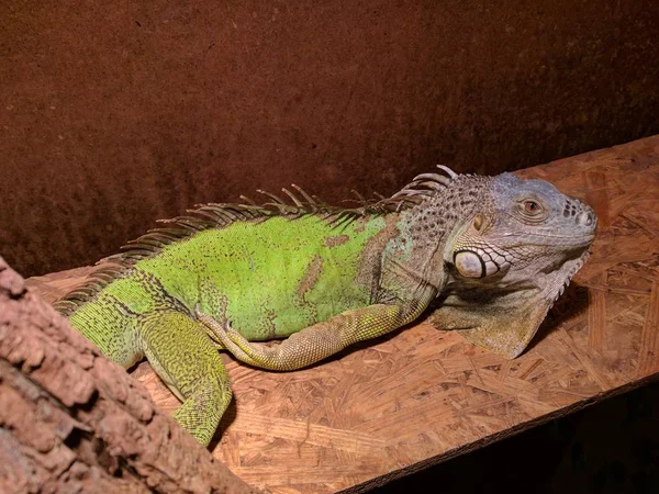 Closeup Shot Cute Green Iguana Lying Brown Surface — Stok fotoğraf