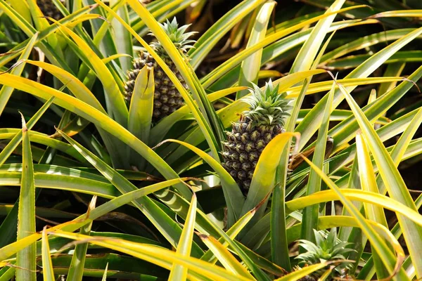 Krásná ananas rostlina v Jižní Africe během dne — Stock fotografie