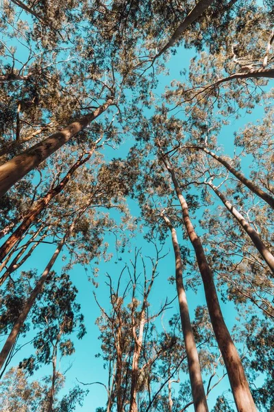 Vue à faible angle des arbres dans un parc sous la lumière du soleil et un ciel bleu — Photo