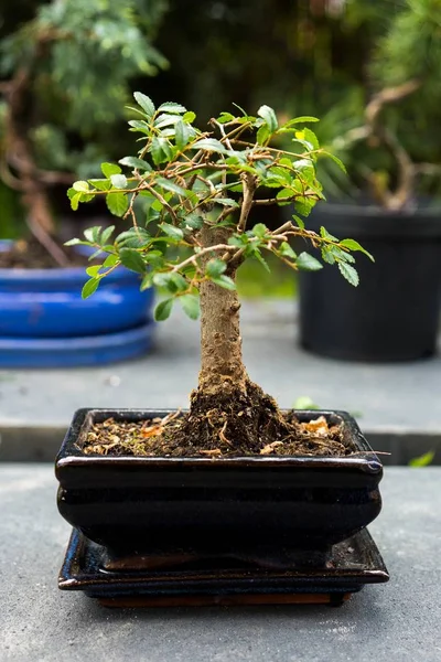 Närbild Vacker Bonsai Växt Fyrkantig Keramik Kruka — Stockfoto