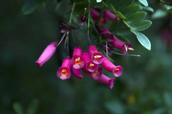 Gros Plan Une Jolie Plante Sauvage Qui Pousse Milieu Forêt — Photo