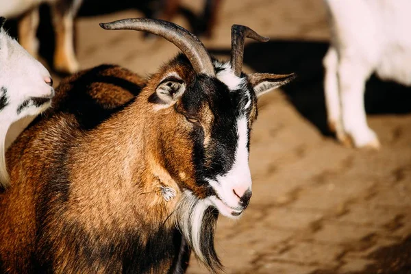 Closeup landscape shot of a brown goat with blurred in the background — Stock Photo, Image