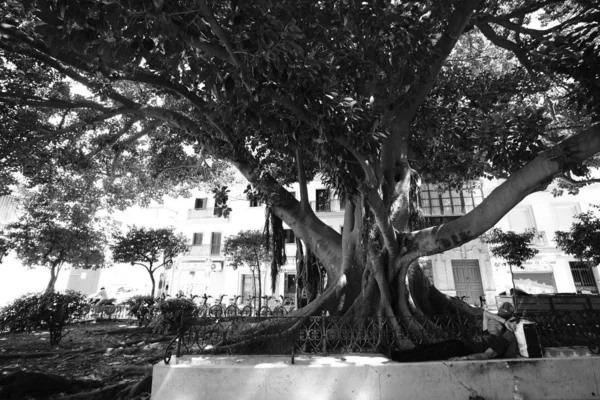 Alter baum auf der straße in madrid — Stockfoto