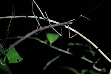 A night shot of a brown walking stick perched on a thin branch clipart