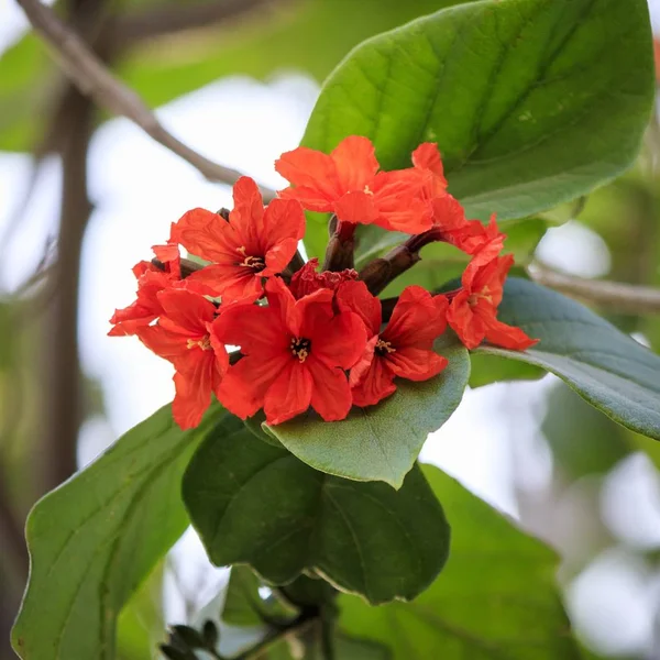 Disparo Selectivo Enfoque Montón Hermosas Flores Rojas Pequeñas Una Planta — Foto de Stock