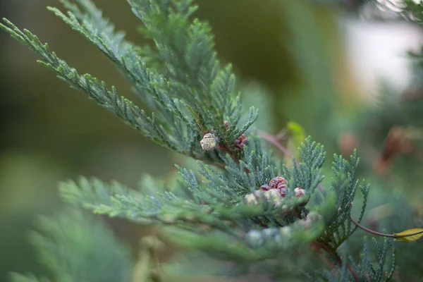 푸른 소나무 잎을 클로즈업하여 배경 이 흐릿 한 모습으로 찍은 사진 — 스톡 사진