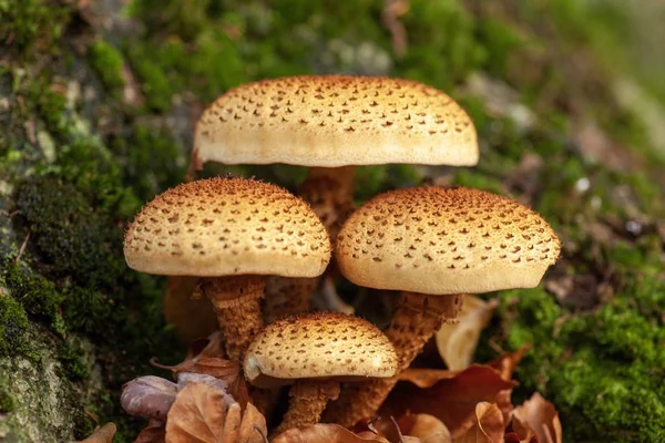 Gros plan de champignons poussant près d'une roche mousseuse — Photo
