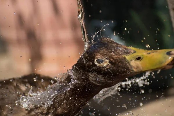Islak Yaban Ördeğinin Yakın Plandaki Bulanık Arkaplanı — Stok fotoğraf