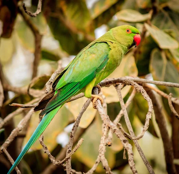 Closeup Shot Beautiful Green Parrot Sitting Wooden Branches Blurred Background — 图库照片