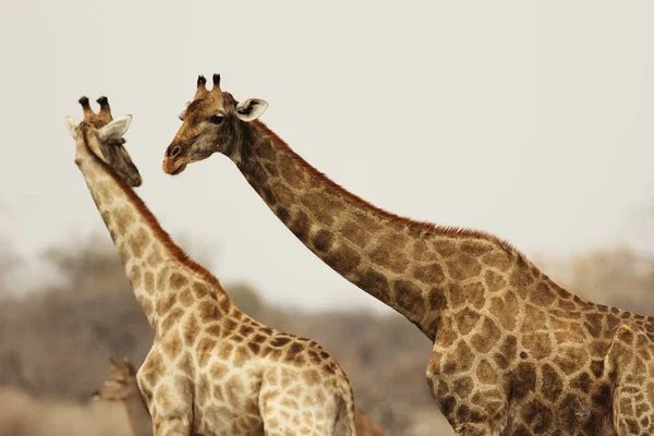 Inquadratura Due Giraffe Che Interagiscono — Foto Stock