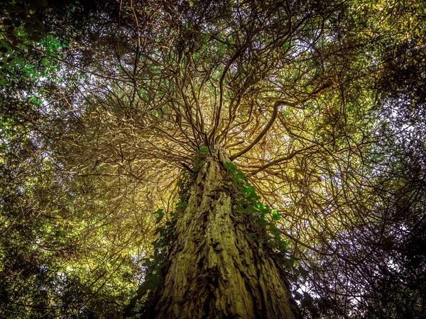 Tiro Ângulo Baixo Uma Árvore Grossa Velha Com Folhas Verdes — Fotografia de Stock