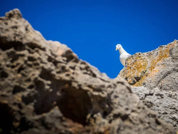 Colpo Angolo Basso Gabbiano Appollaiato Una Formazione Rocciosa Durante Giorno — Foto Stock