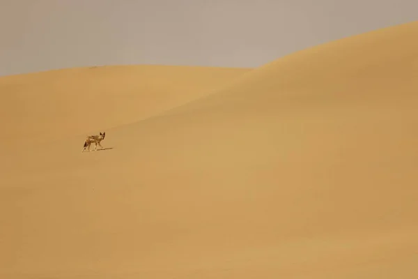 Μια Μικρή Πιθανότητα Μιας Αλεπούς Σκαρφαλώνει Στους Αμμόλοφους Της Ερήμου — Φωτογραφία Αρχείου