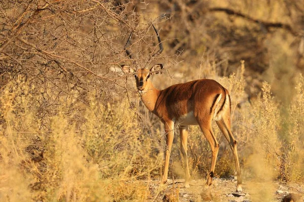 Closeup tiro de uma gazela cercada por arbustos do deserto e plantas espinhosas — Fotografia de Stock