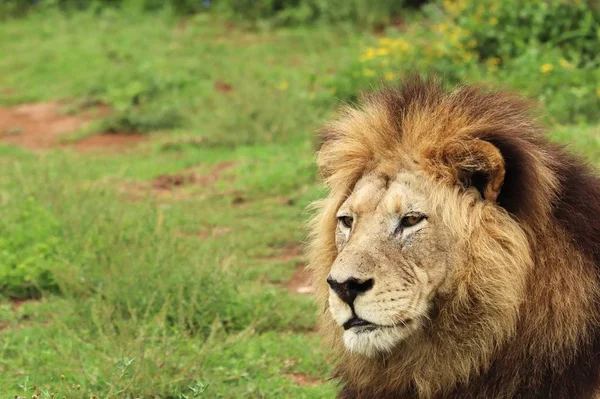 Een Harige Leeuw Die Overdag Het Nationale Park Addo Olifant — Stockfoto