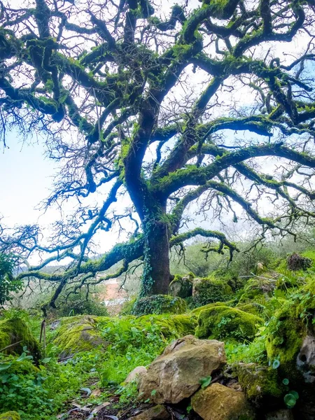 Старе безлистяне дубове дерево в лісі з блакитним небом на фоні — стокове фото