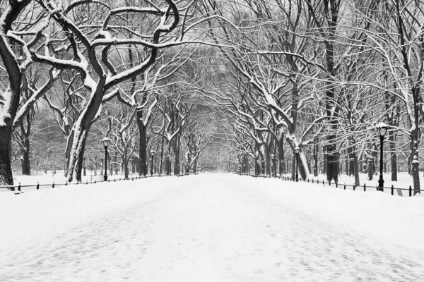 Amplio camino cubierto de nieve rodeado de árboles desnudos durante el día. —  Fotos de Stock