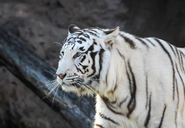 Tiro Foco Raso Tigre Listrado Branco Preto Com Fundo Borrado — Fotografia de Stock