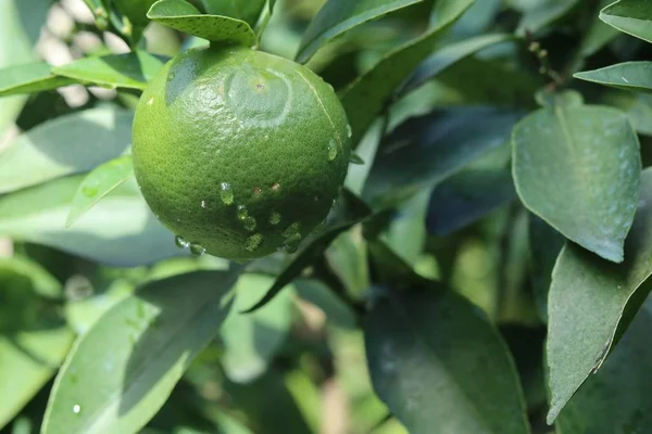 Primo piano paesaggio girato di un fresco limone verde frutta con foglie verdi sfocate sullo sfondo — Foto Stock