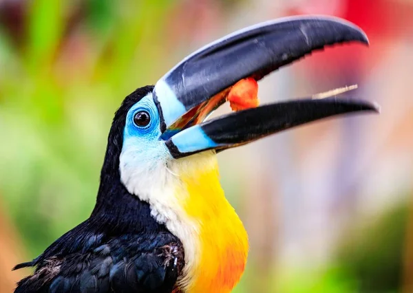 Close Pássaro Tucano Com Uma Refeição Bico Com Fundo Embaçado — Fotografia de Stock