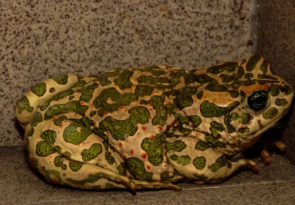 Landschapsopname van een grote groene gevlekte kikker met een wazige achtergrond — Stockfoto