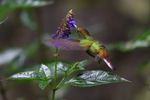 用紫色花朵喂蜂鸟的特写镜头 — 图库照片