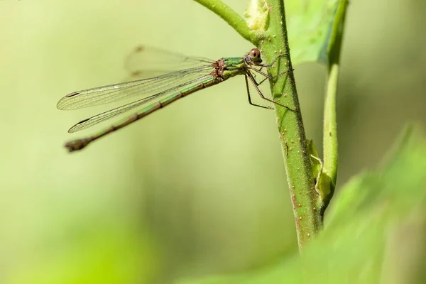 Selective Focus Shot Dragonfly Green Plant — Stok fotoğraf