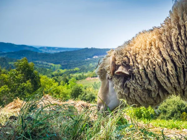 Ovce Pasoucí Pastvinách Travnatém Poli Během Dne — Stock fotografie