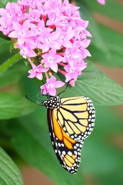 Colpo Verticale Una Farfalla Monarca Che Nutre Fiori Santan Rosa — Foto Stock