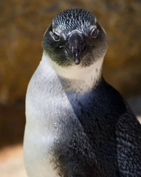 San Diego Estados Unidos Julio 2019 Retrato Pingüino Zoológico San — Foto de Stock