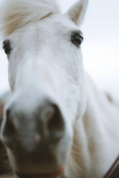 Gros Plan Extrême Visage Cheval Blanc — Photo