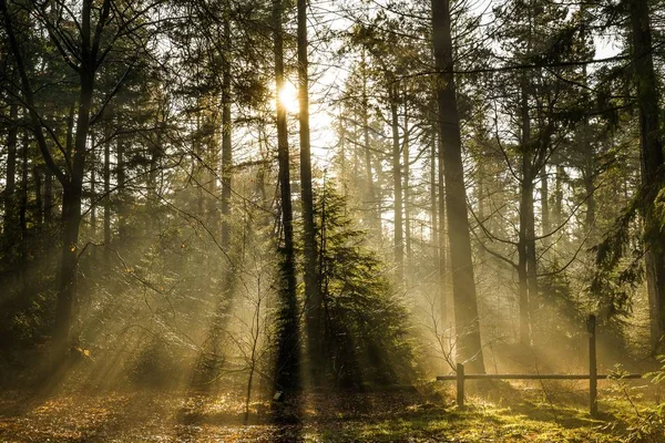 Hermoso tiro de un bosque con árboles verdes y el sol brillando a través de las ramas. — Foto de Stock