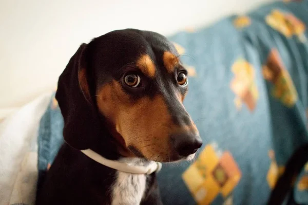 Cão Bonito Com Olhos Castanhos Brilhantes Olhando Diretamente Para Câmera — Fotografia de Stock