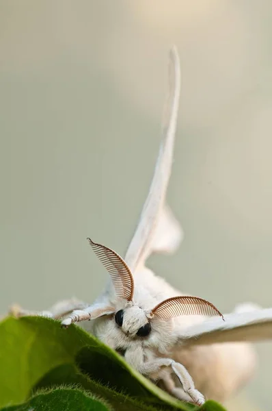 Vertical Closeup Shot White Silkworm Blurred Background — Stock Photo, Image
