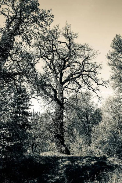 Grayscale opname van een oude boom met een bos op de achtergrond — Stockfoto