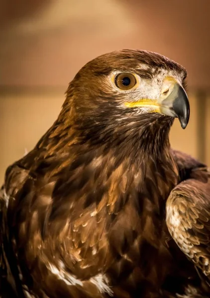 Vertical Closeup Shot Head Beautiful Hawk Blurred Background — 图库照片