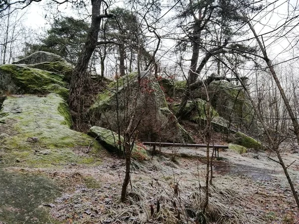 Τοπίο ενός πράσινου δάσους στο Larvik, Νορβηγία — Φωτογραφία Αρχείου