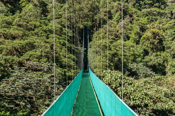 Hermoso tiro de un puente colgante verde canopy paseo con bosque verde en el fondo. —  Fotos de Stock