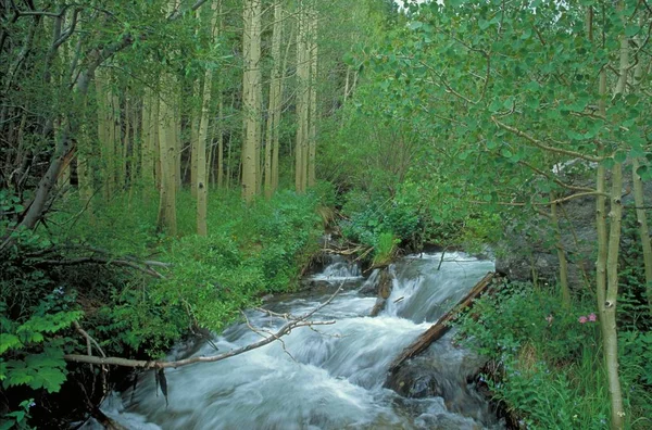 Rio cercado por árvores e arbustos perto das rochas em uma floresta — Fotografia de Stock