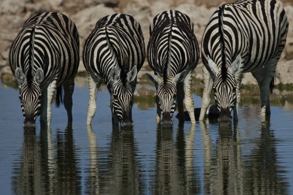 Egy Közeli Felvétel Négy Zebráról Amint Együtt Isznak Egy Víznyelőben — Stock Fotó
