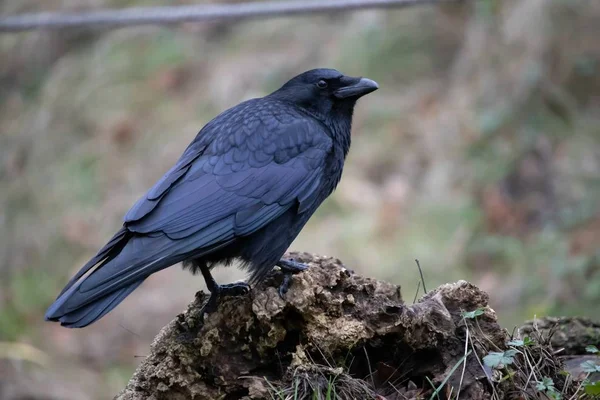 Closeup paisagem tiro de um corvo preto de pé sobre a rocha com um borrado no fundo — Fotografia de Stock
