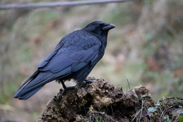 Primer plano del paisaje de un cuervo negro de pie sobre la roca con un borroso en el fondo —  Fotos de Stock