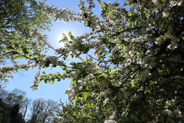 白い花の低角度ショット 晴れた青空と緑の葉 — ストック写真