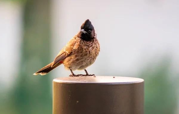 Closeup Shot Beautiful Small Bird Sitting Column Blurred Background — Stock Photo, Image