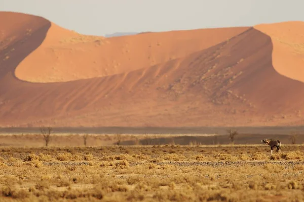 Panoramic Shot Gemsbok Standing Grassy Savanna Sand Dunes Background — 스톡 사진