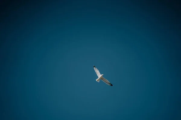 Gran Ángulo Tiro Pájaro Blanco Volando Bajo Cielo Azul Claro — Foto de Stock